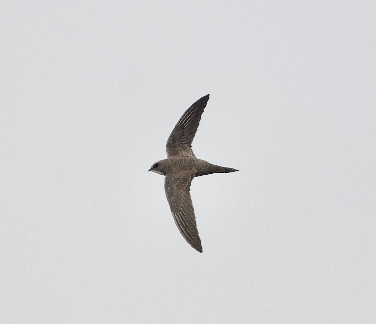 Alpine Swift - ML651132819