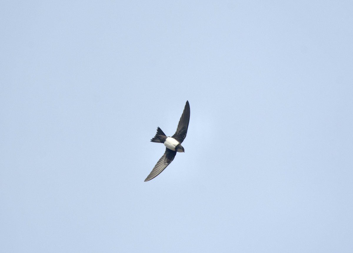 Alpine Swift - ML651132820