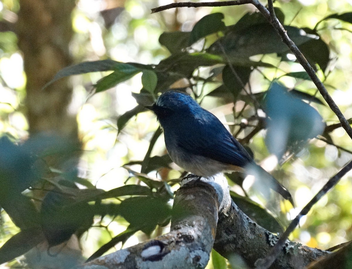 Indigo Flycatcher - ML651132867