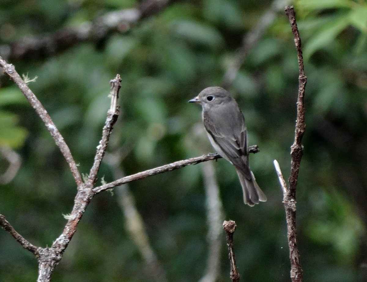 חטפית סיבירית - ML651132876