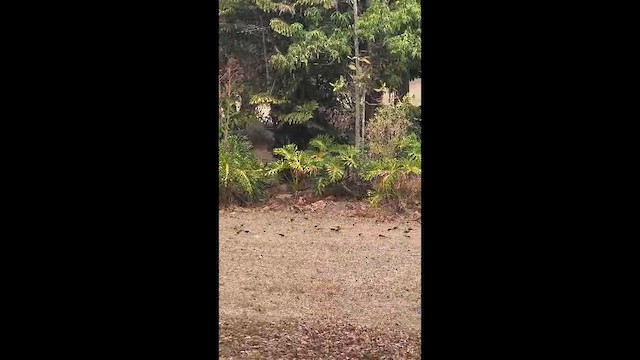 Oriole Blackbird - ML651132919