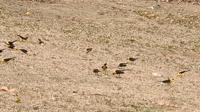 Oriole Blackbird - ML651132922