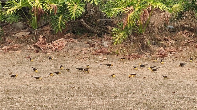 Oriole Blackbird - ML651132923