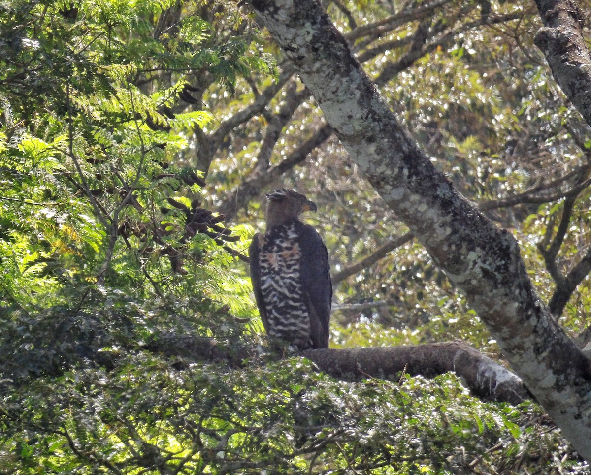 カンムリクマタカ - ML651133010