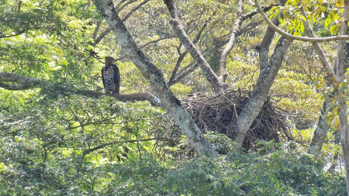 カンムリクマタカ - ML651133011
