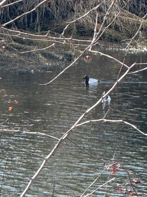 Canvasback - ML651133045