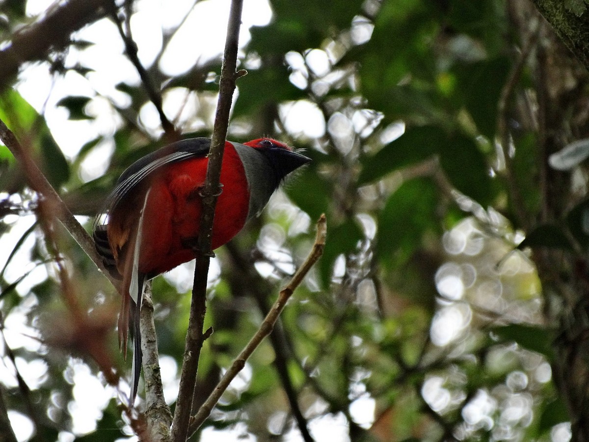 Whitehead's Trogon - ML651133098