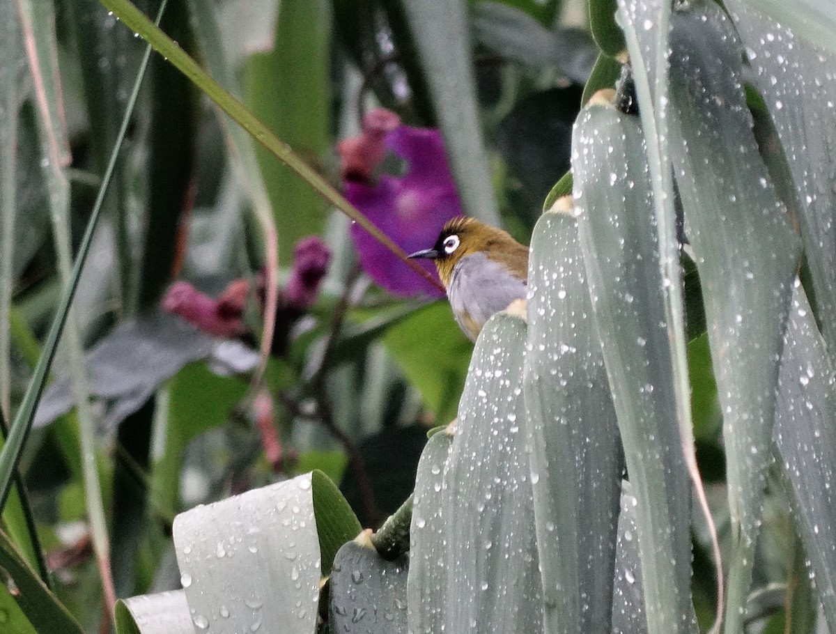 Black-capped White-eye - ML651133132