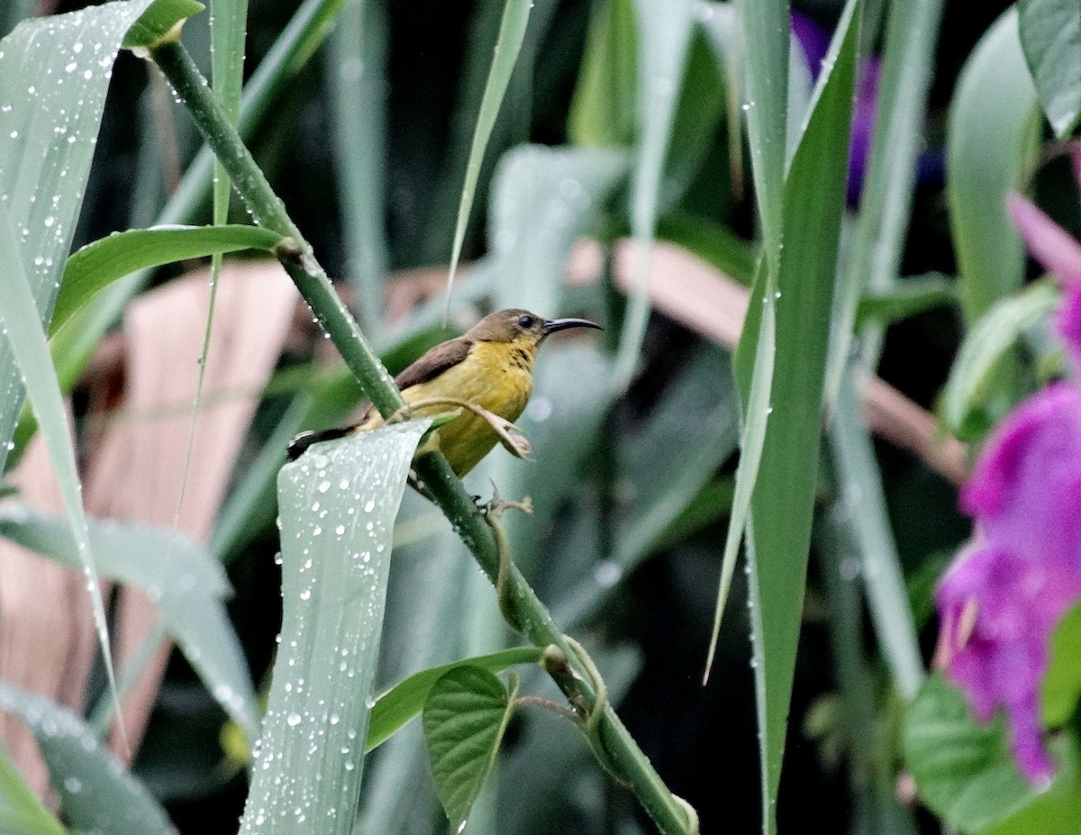 Ornate Sunbird - ML651133230