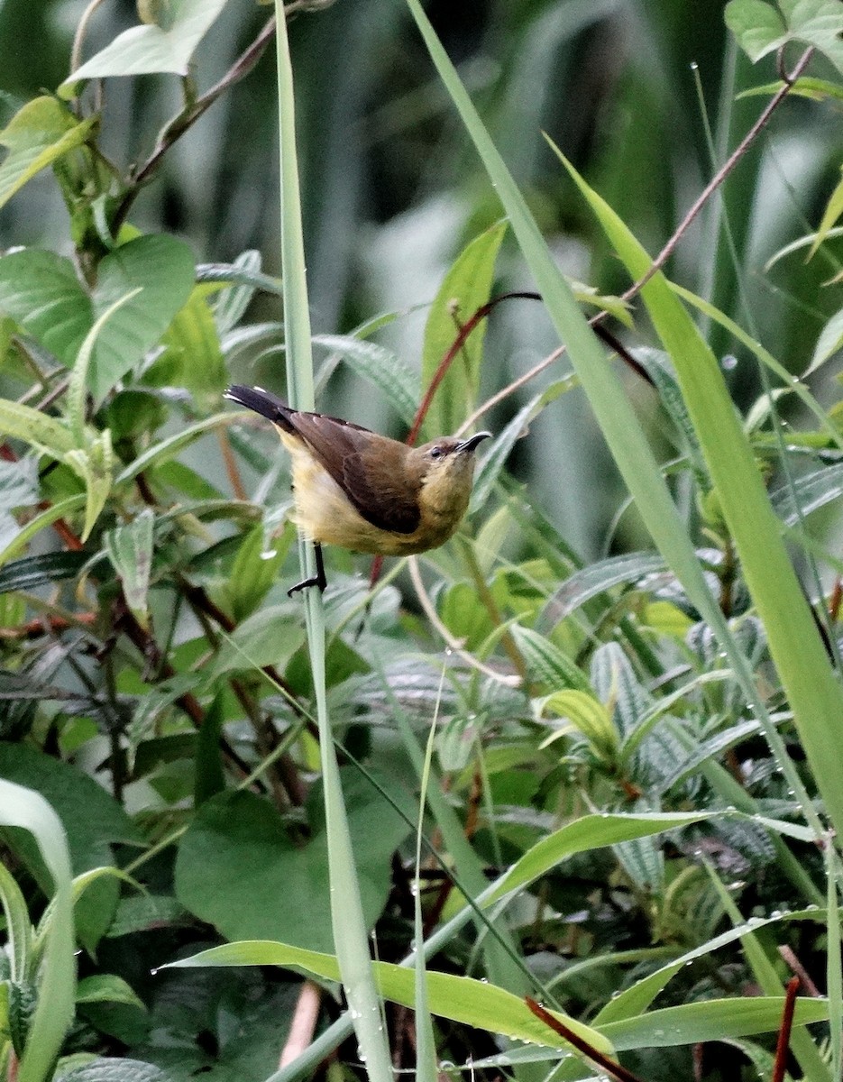 Ornate Sunbird - ML651133231