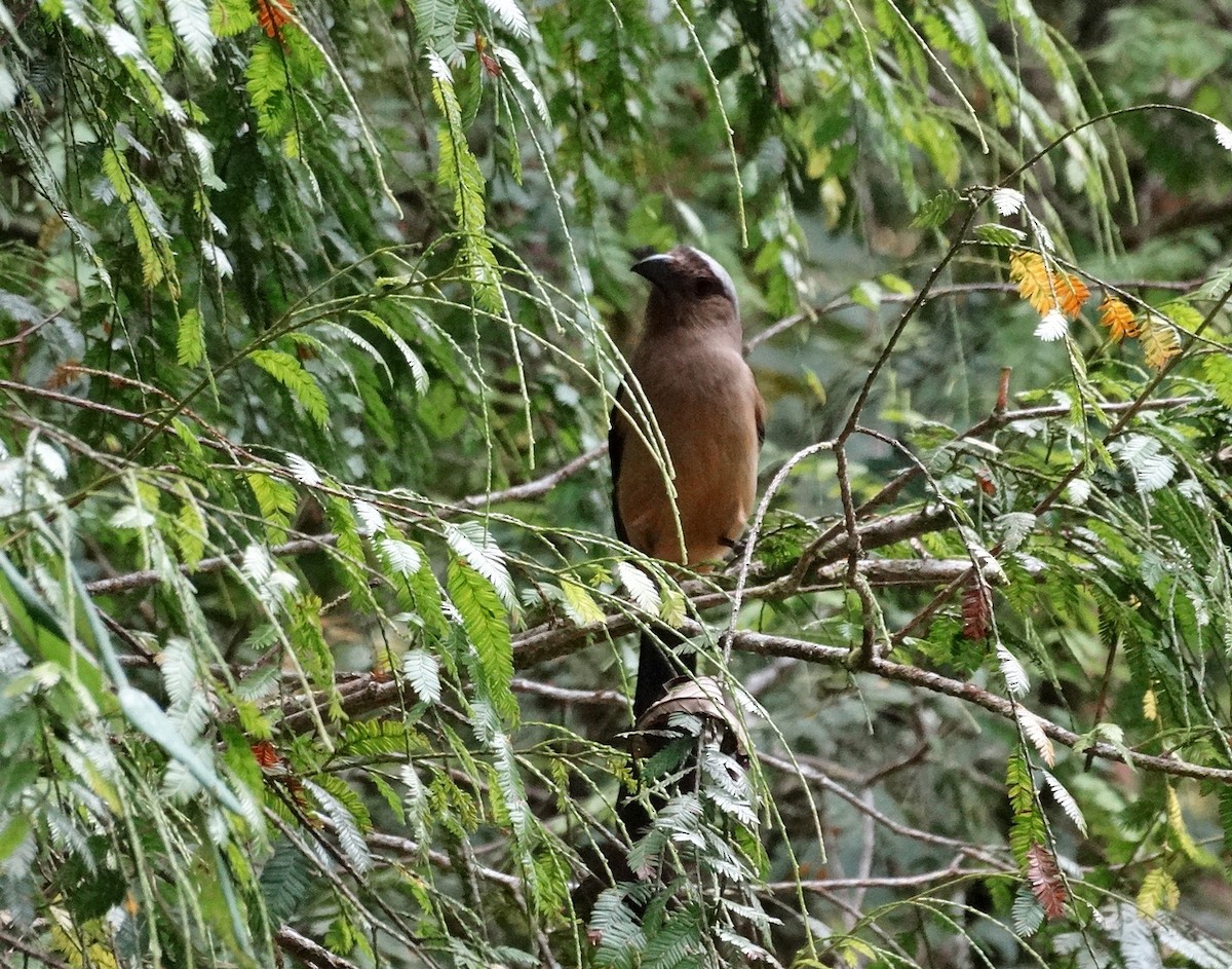 Bornean Treepie - ML651133416
