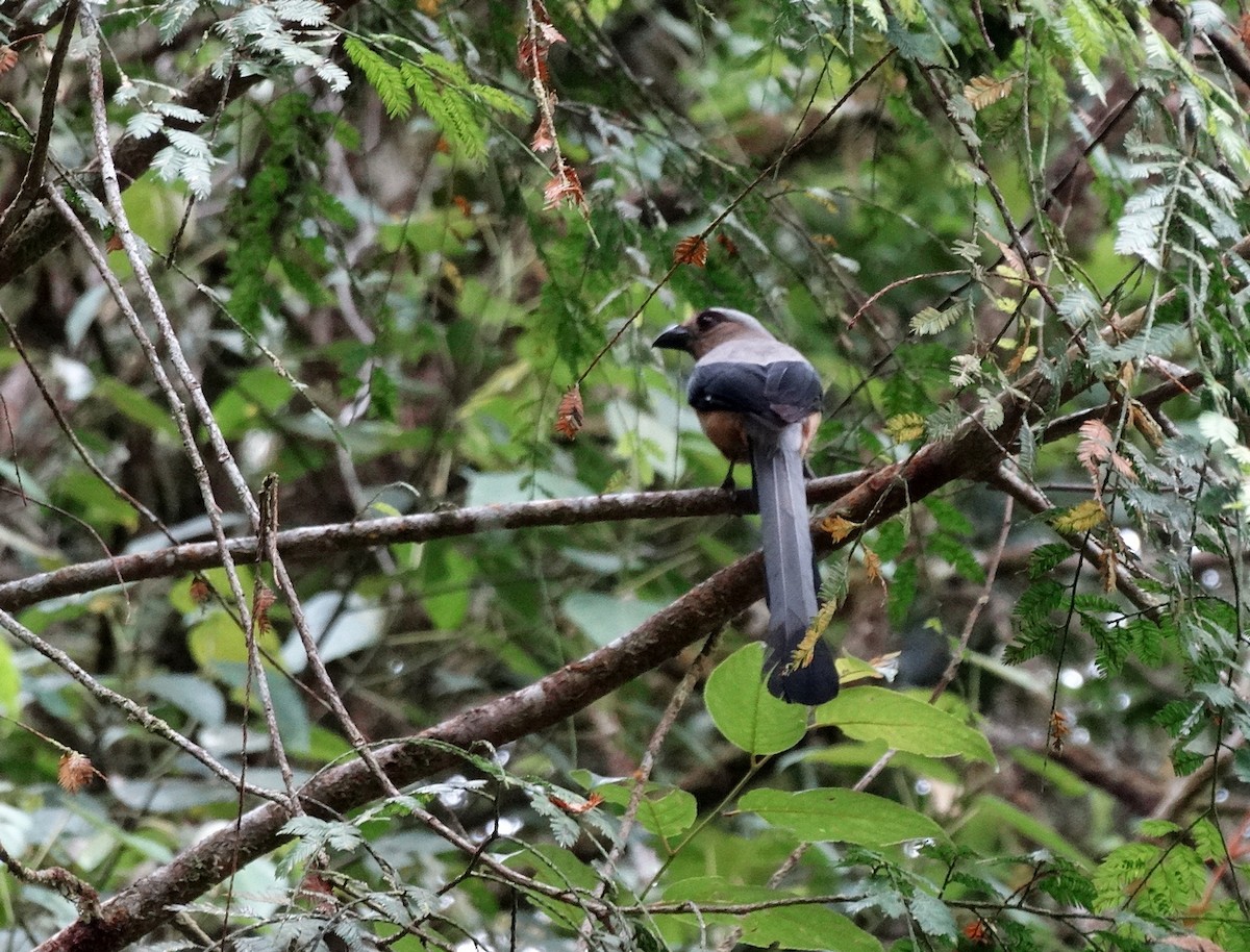 Bornean Treepie - ML651133417