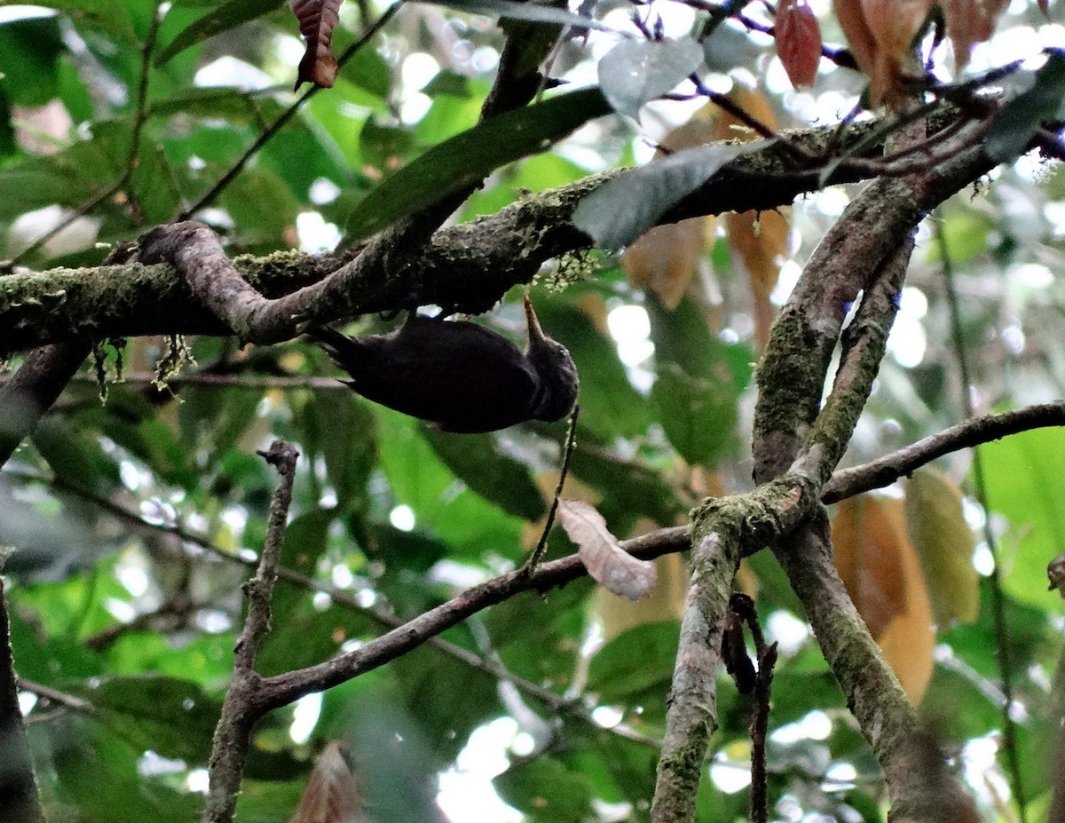 Maroon Woodpecker - ML651133433