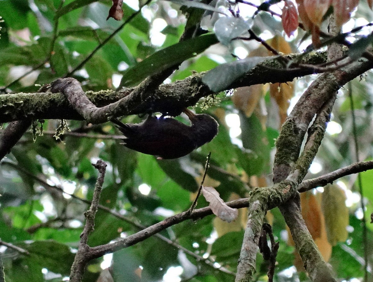 Maroon Woodpecker - ML651133435