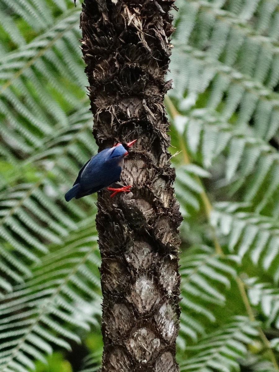 Velvet-fronted Nuthatch - ML651133450