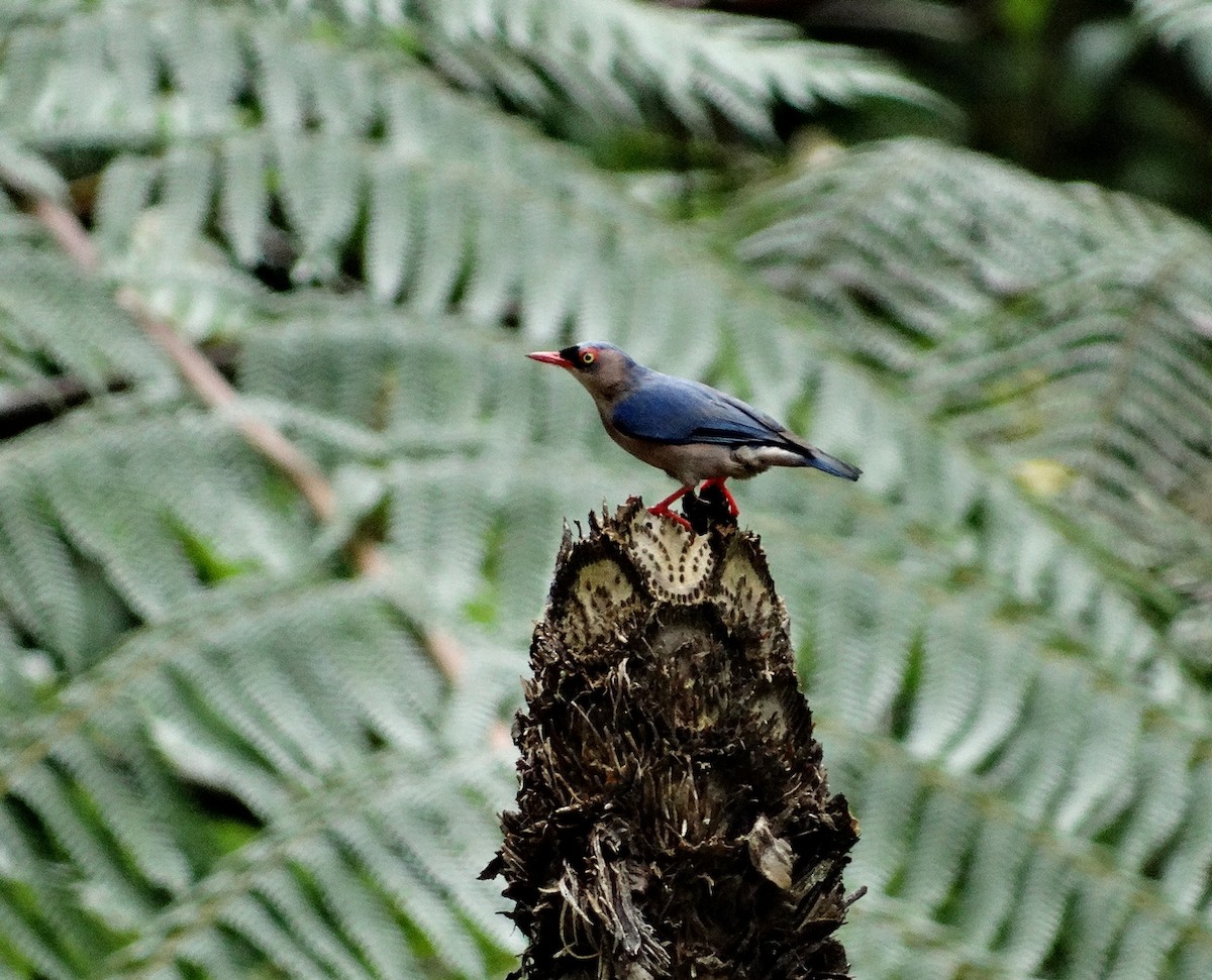 Velvet-fronted Nuthatch - ML651133452