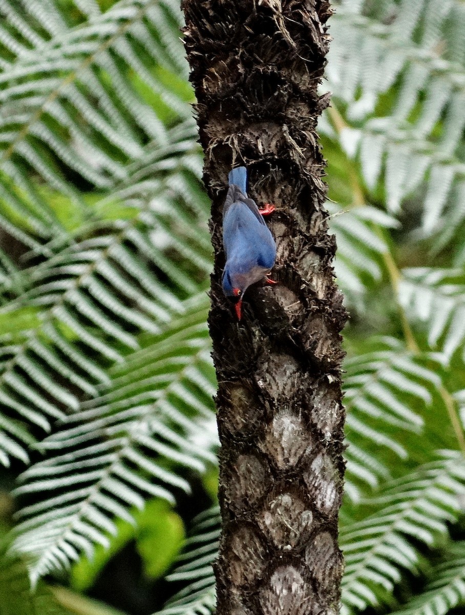 Velvet-fronted Nuthatch - ML651133453