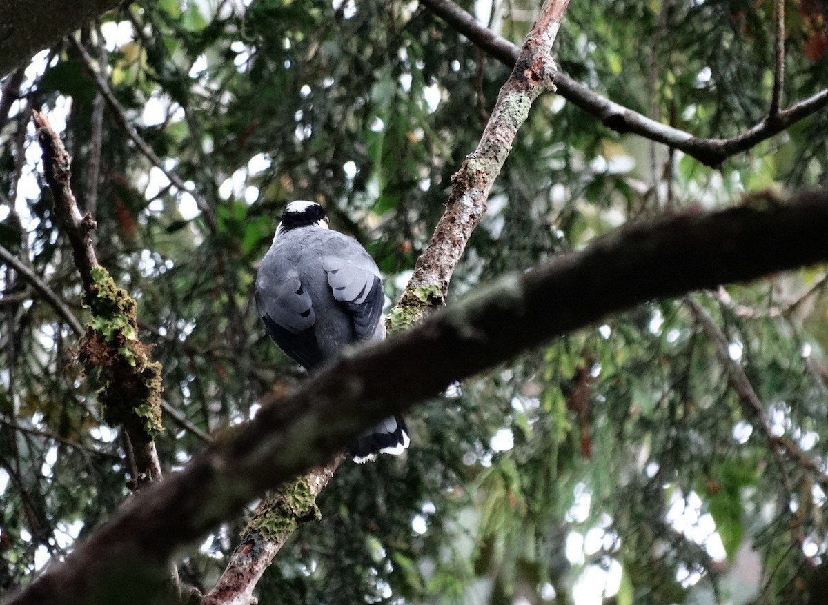 Fruit-hunter - ML651133499