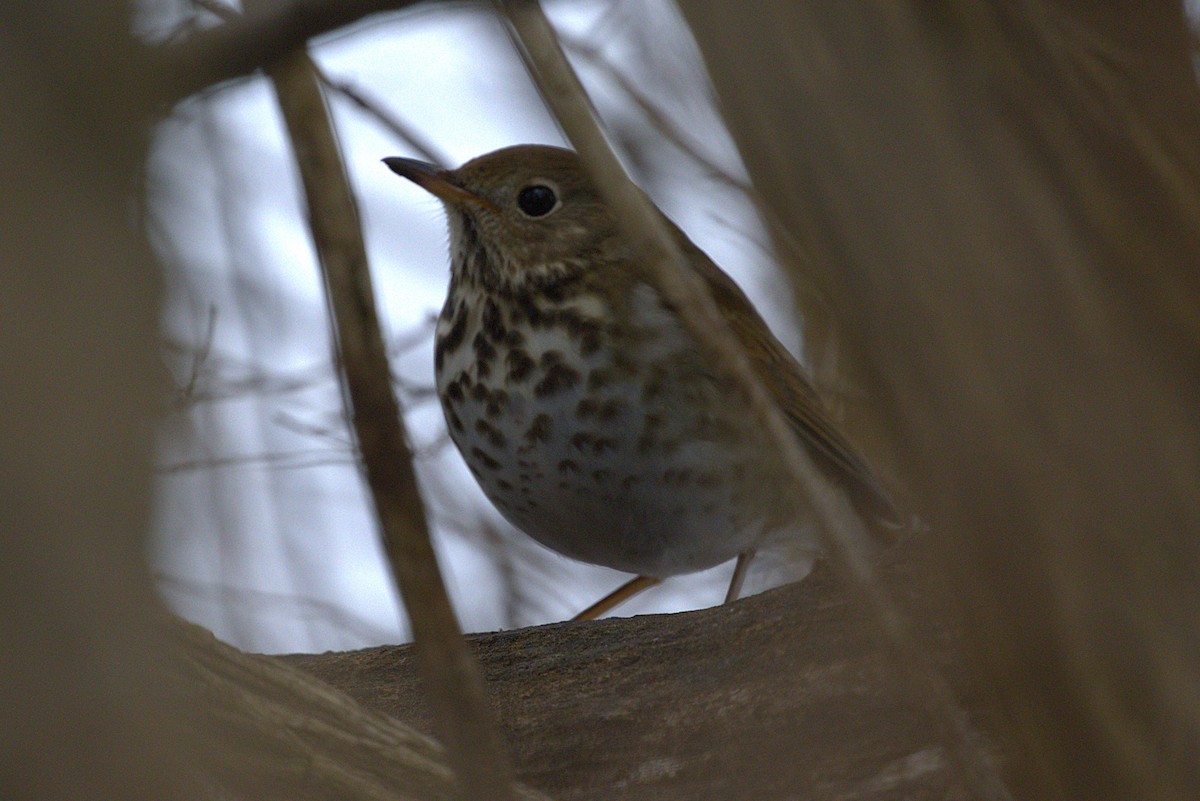 Hermit Thrush - ML651133860