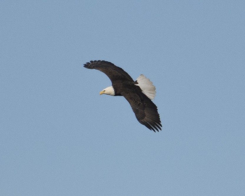 Bald Eagle - ML651133937
