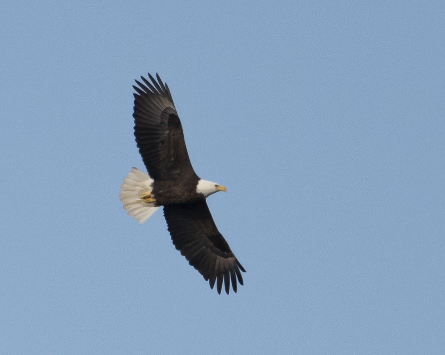 Bald Eagle - ML651133938