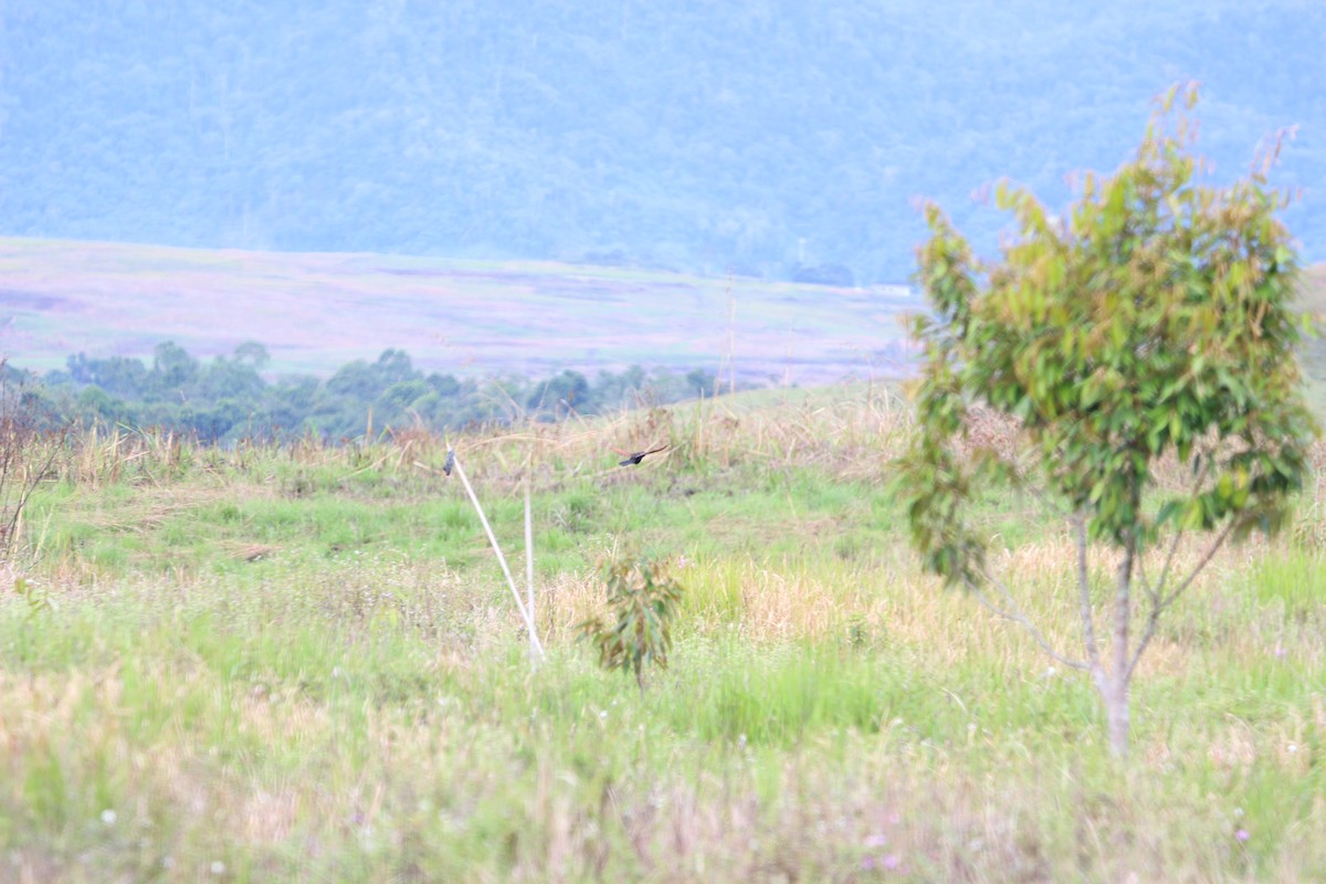 Lesser Coucal - ML651133969