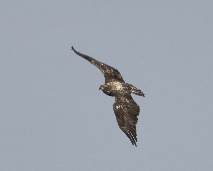 Bald Eagle - ML651134103