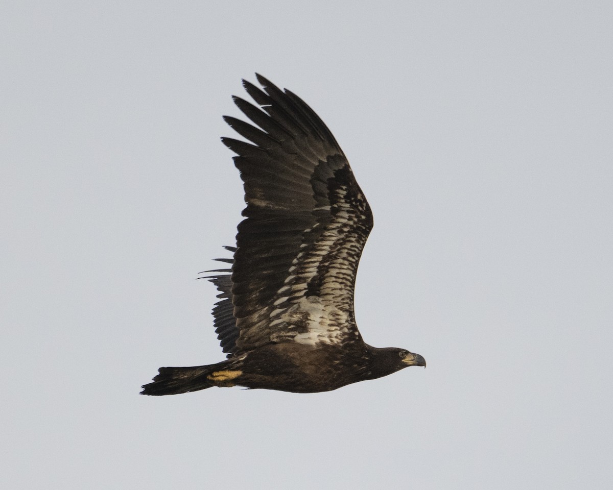 Bald Eagle - ML651134118