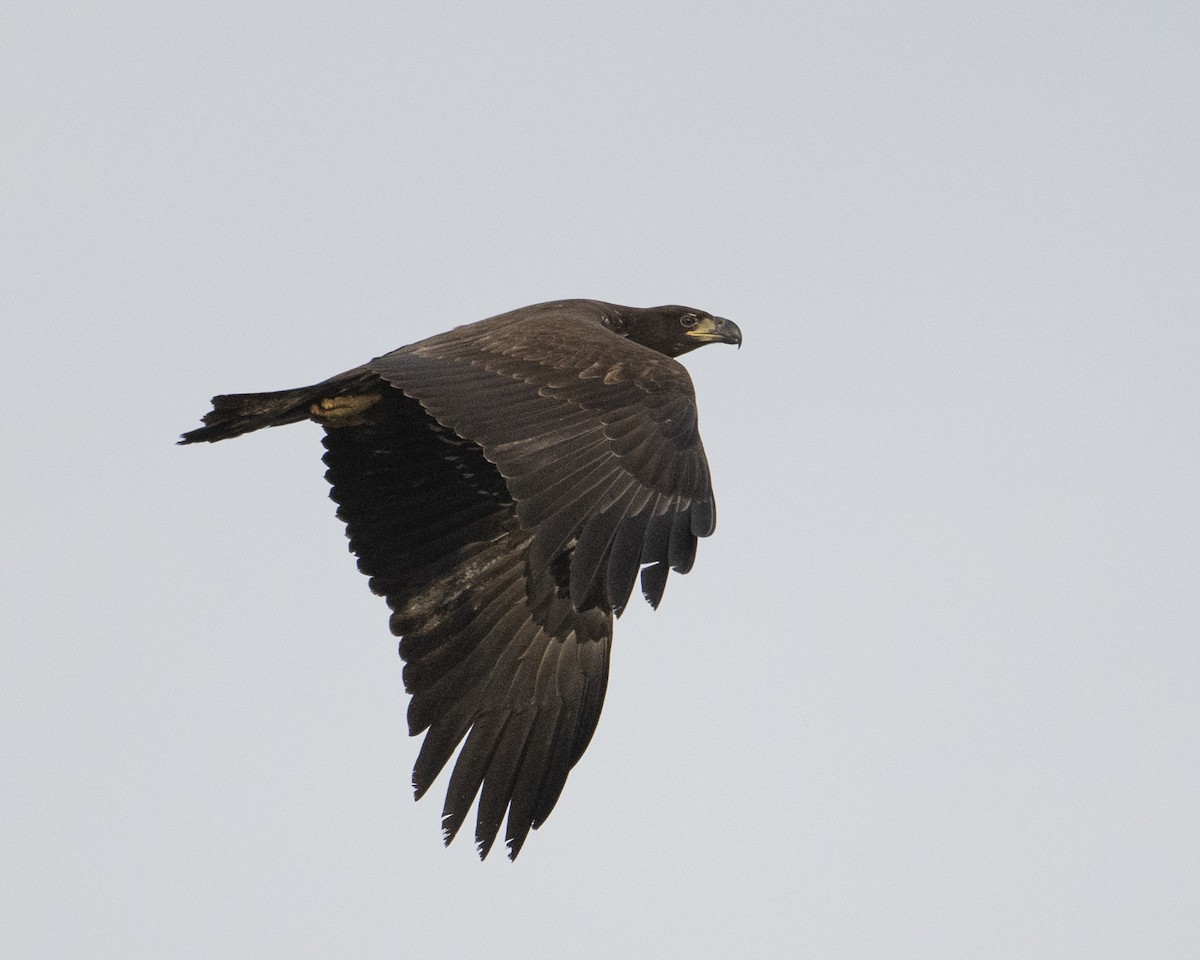 Bald Eagle - ML651134119