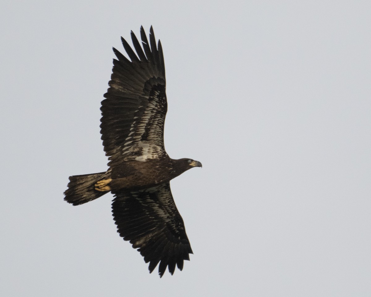 Bald Eagle - ML651134120