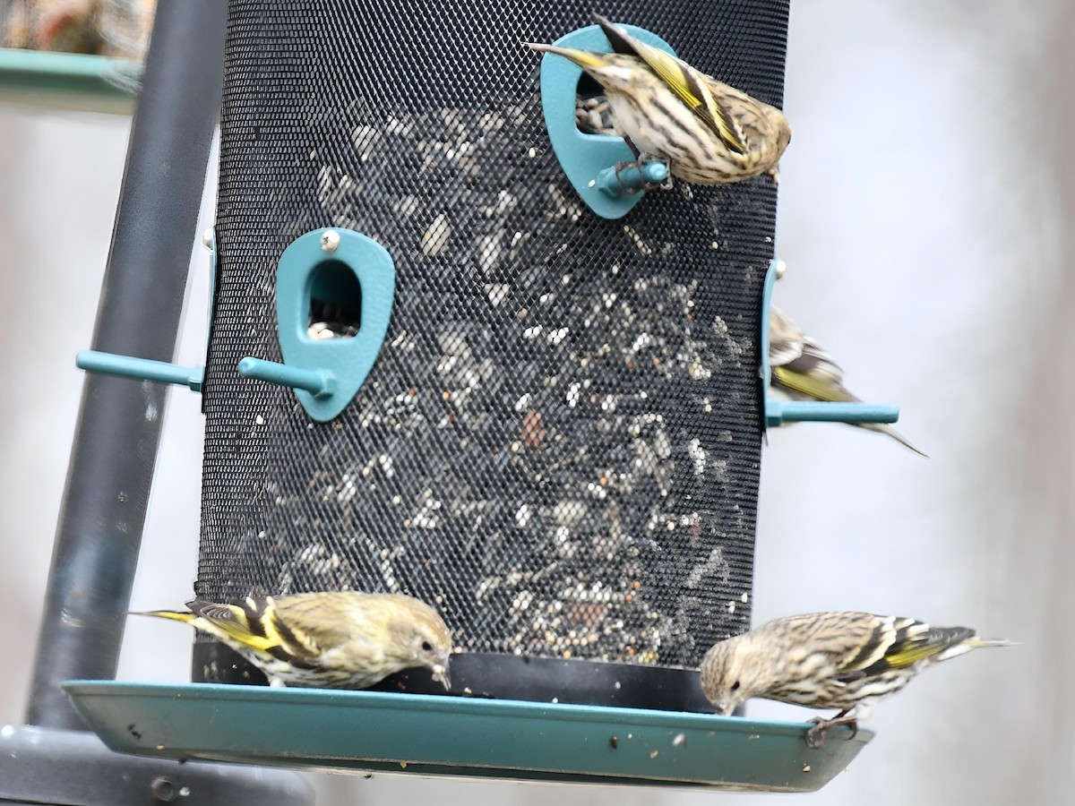 stripesisik - ML651134162