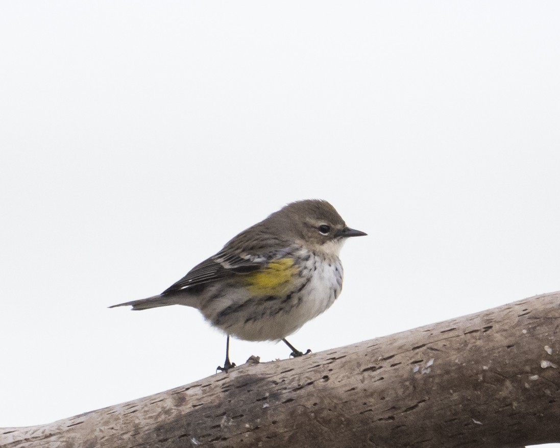 Yellow-rumped Warbler - ML651134296