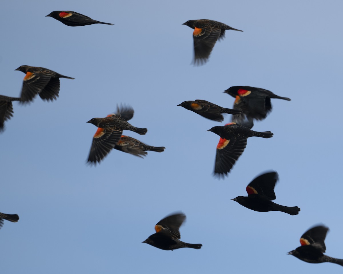 Red-winged Blackbird - ML651134320