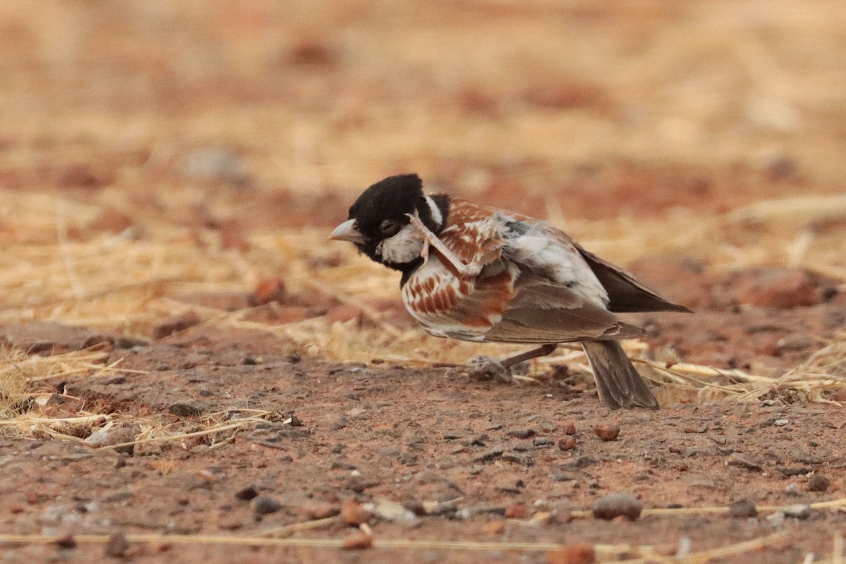 Weißwangenlerche - ML651134382