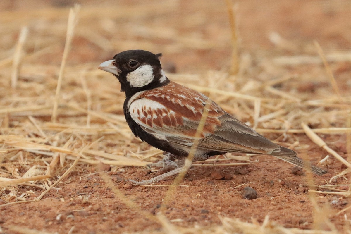 Weißwangenlerche - ML651134383