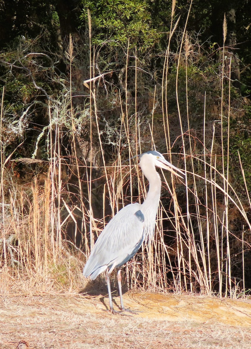 Grand Héron - ML651134392