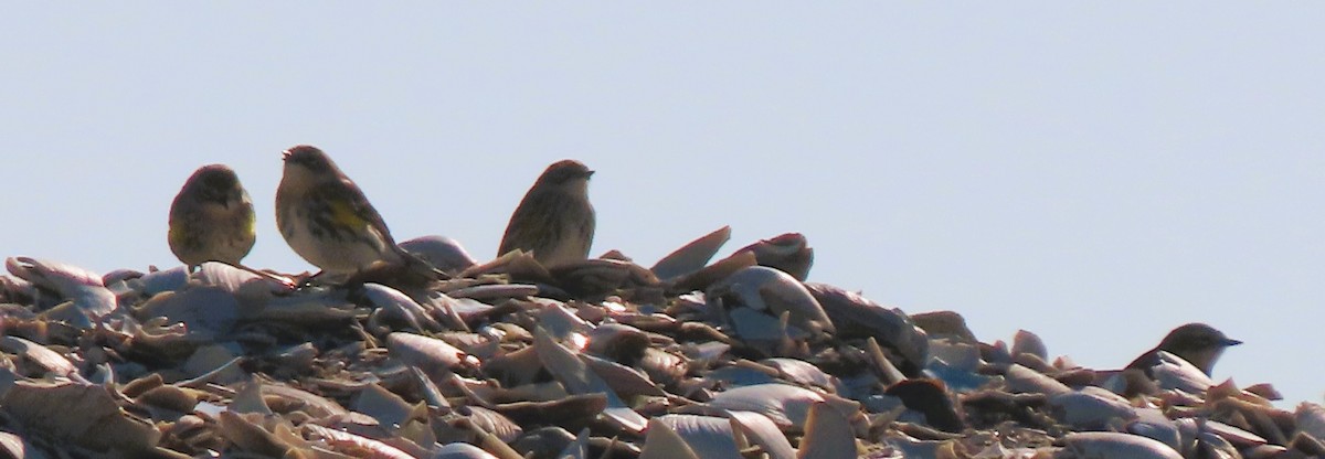 Paruline à croupion jaune - ML651134395