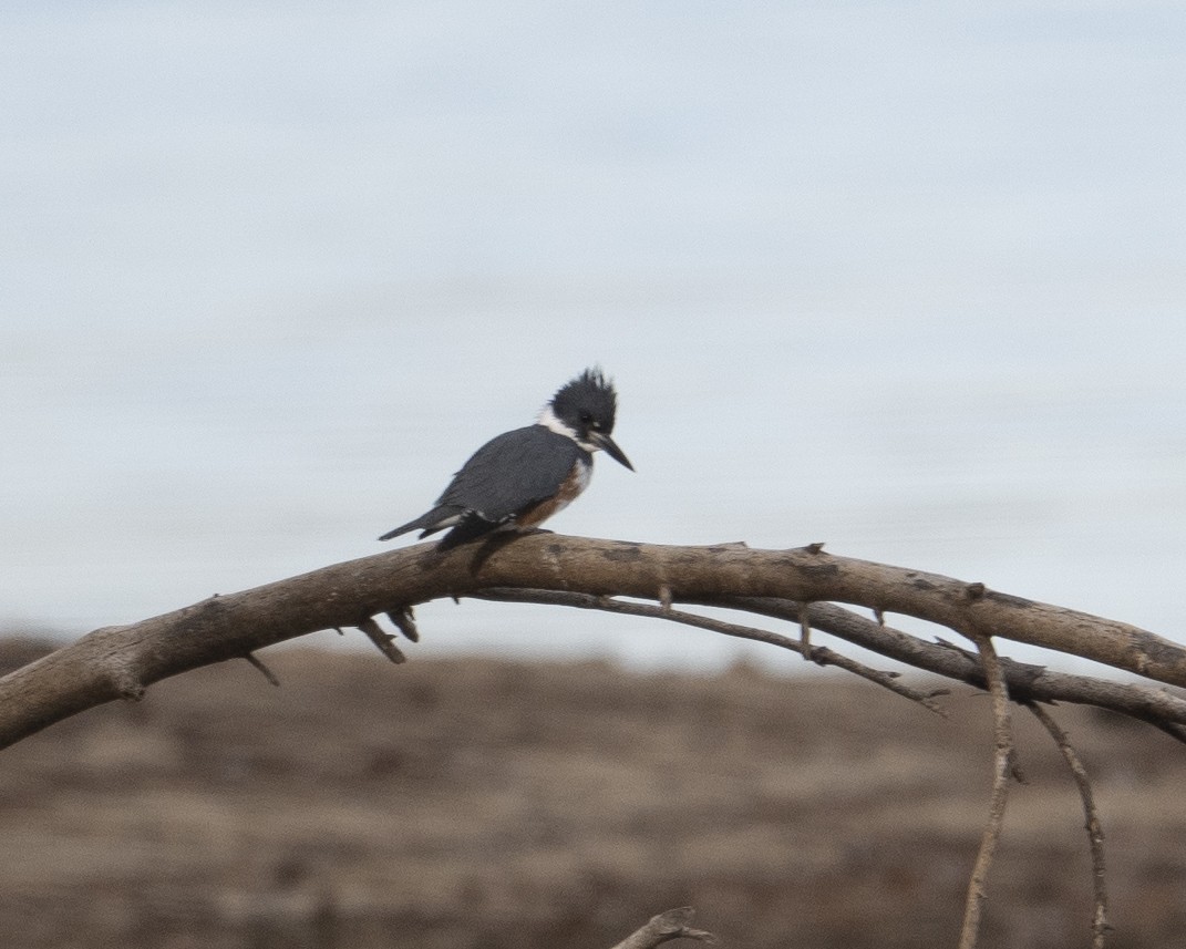 Belted Kingfisher - ML651134782