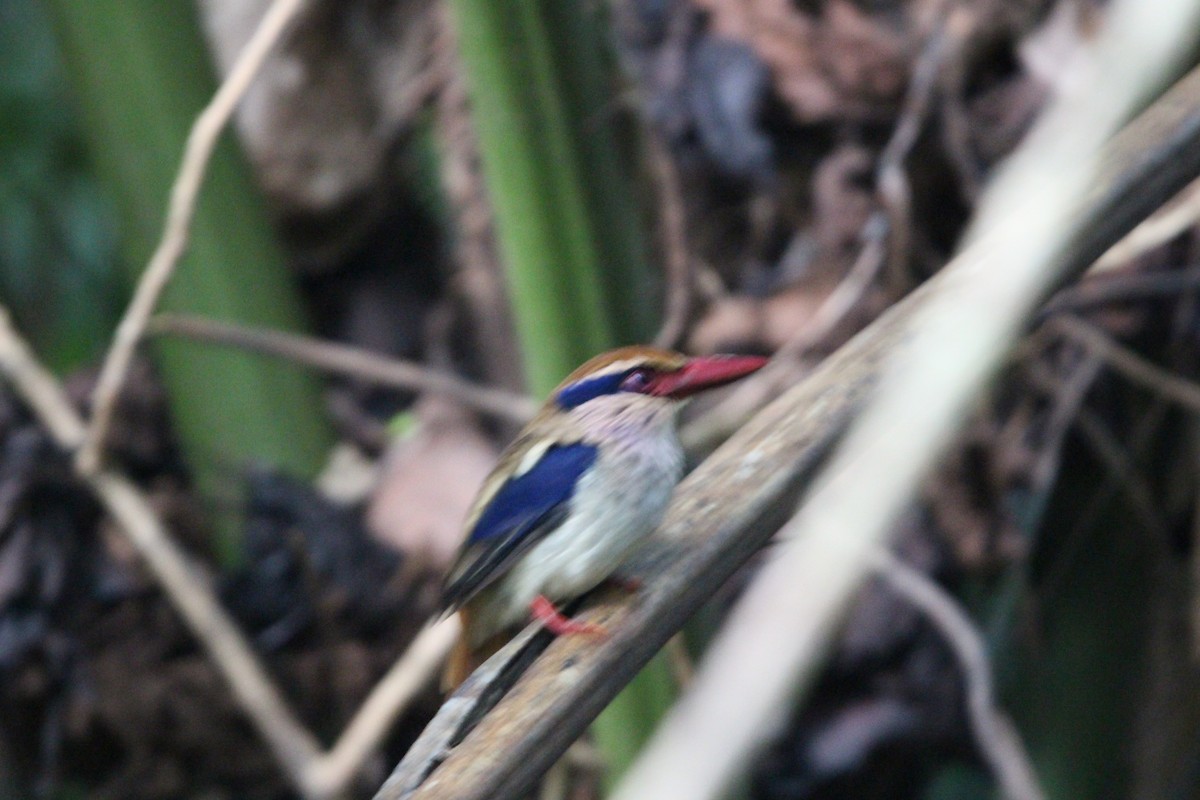 Sulawesi Lilac Kingfisher - ML651134815