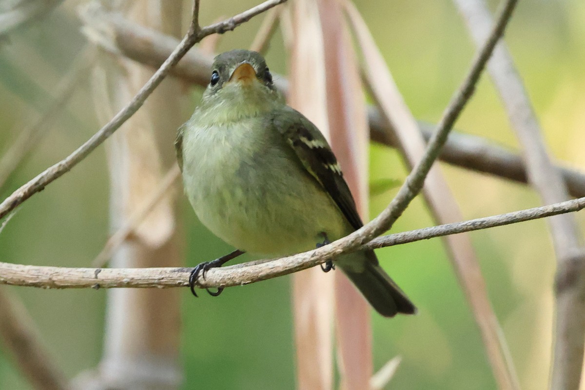 Sarı Karınlı Boreal Sinekkapan - ML651134972