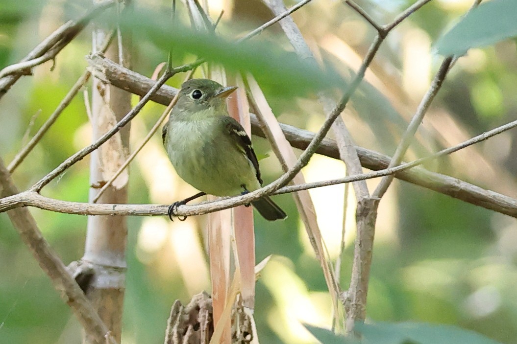 Sarı Karınlı Boreal Sinekkapan - ML651134987