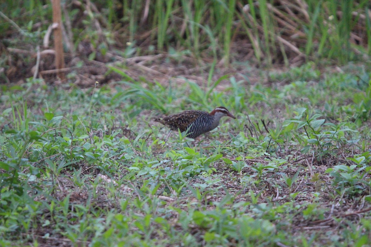 Buff-banded Rail - ML651134988