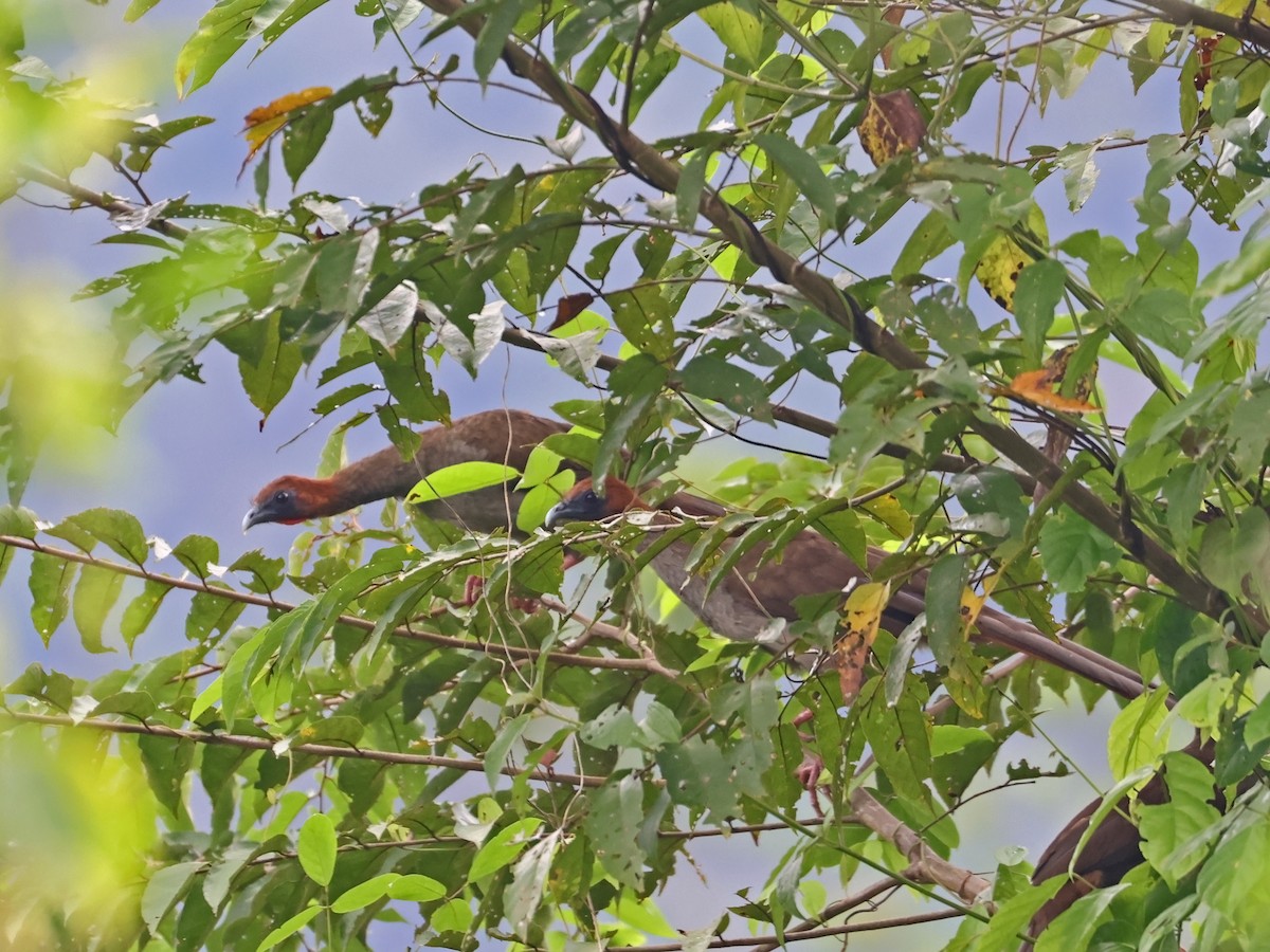 Chachalaca Guayanesa - ML651135001