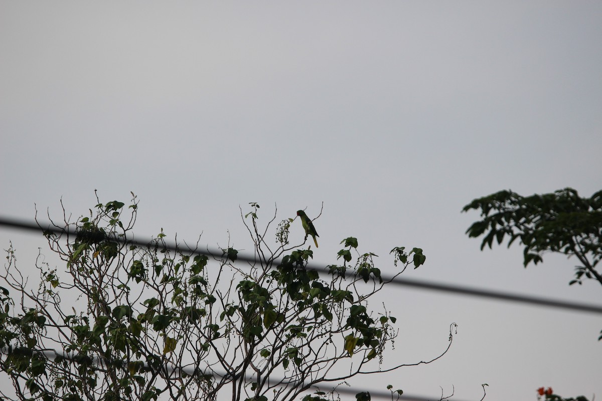 Azure-rumped Parrot - ML651135069