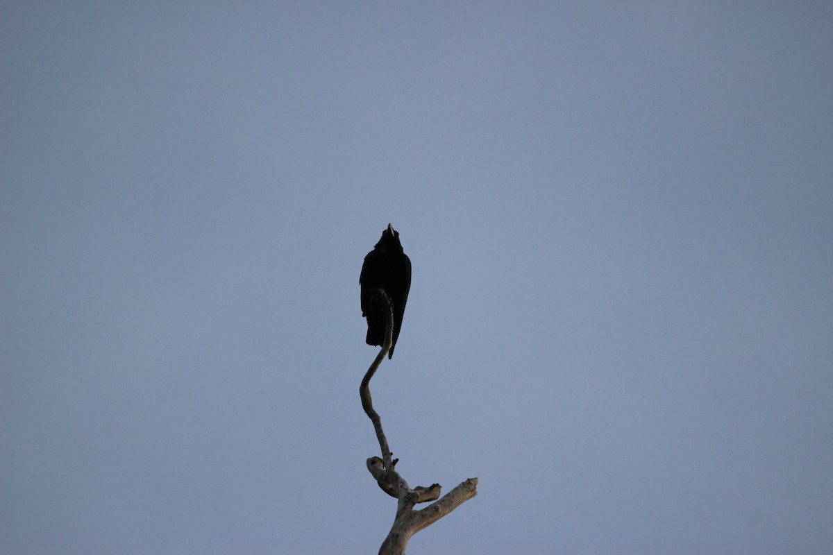 Sulawesi Crow - ML651135129