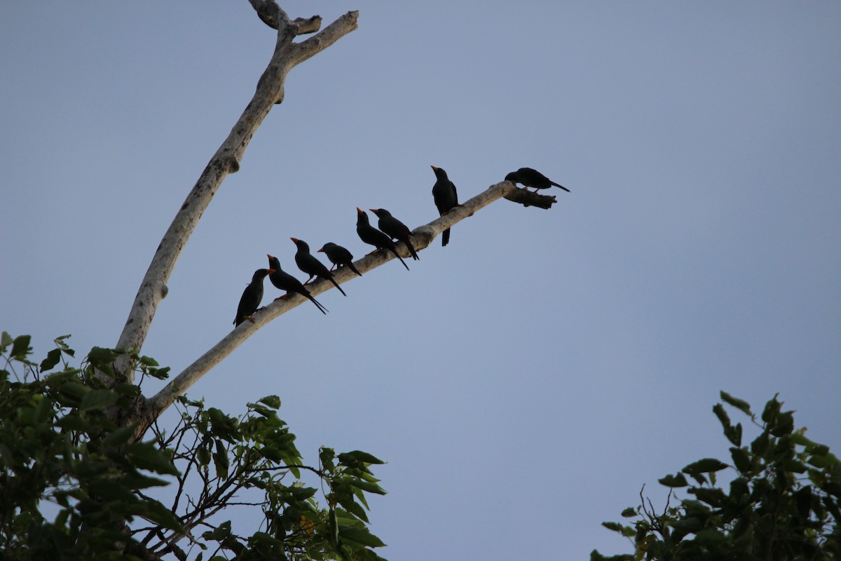 Finch-billed Myna - ML651135201