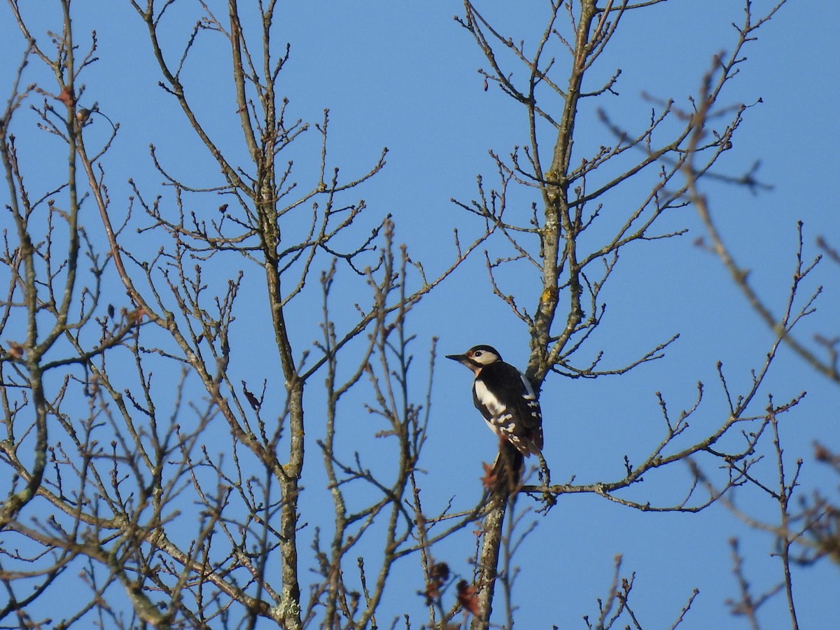 Great Spotted Woodpecker - ML651135259