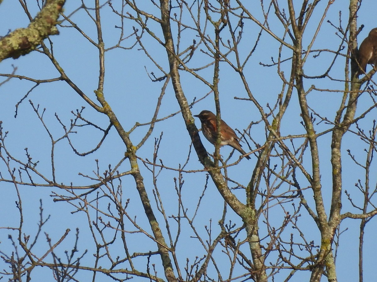 Redwing - ML651135284