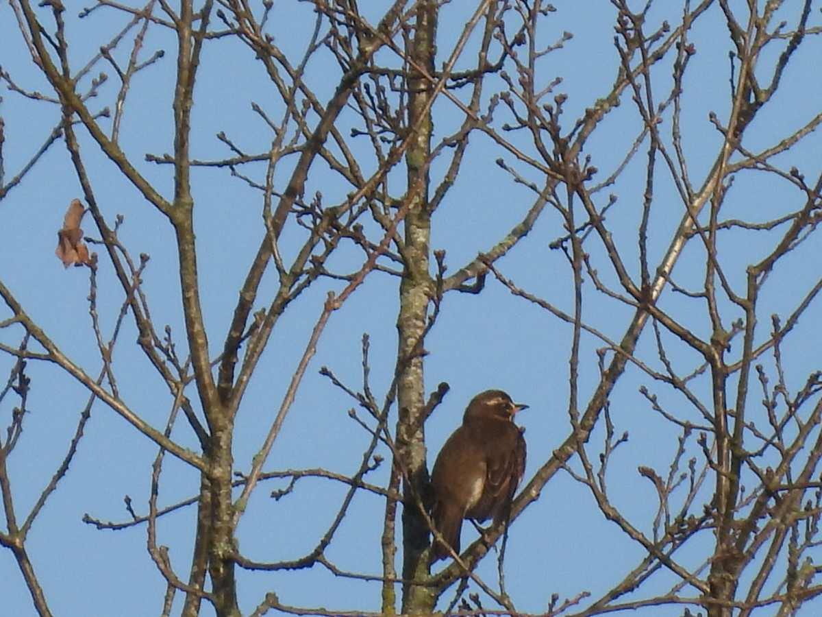 Redwing - ML651135285