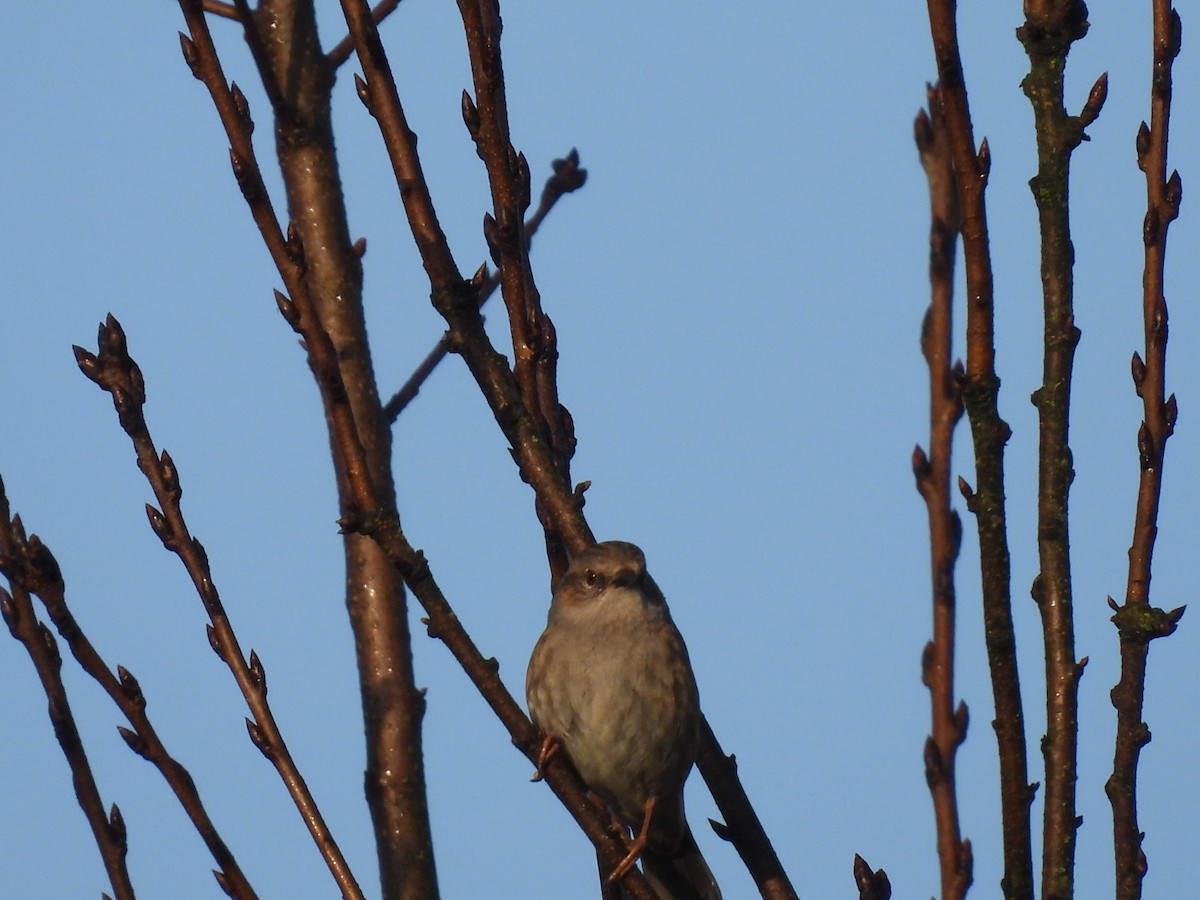 Dunnock - ML651135315